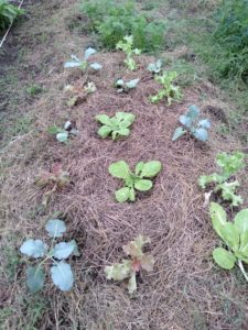 揃った秋冬野菜