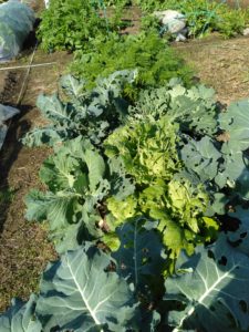 虫に食われつつ頑張る野菜たち