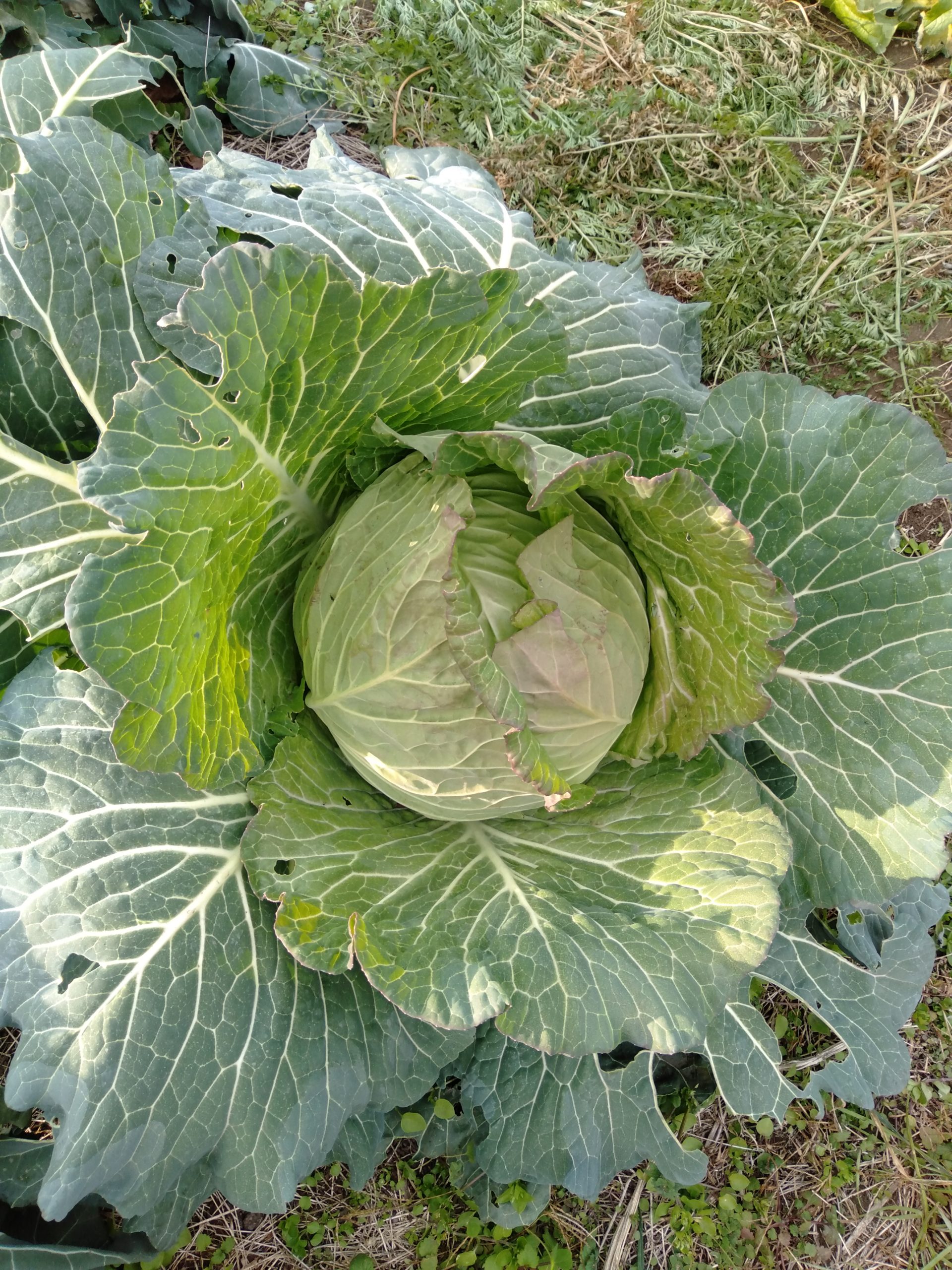 食べごろのキャベツ