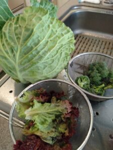 今日の収穫