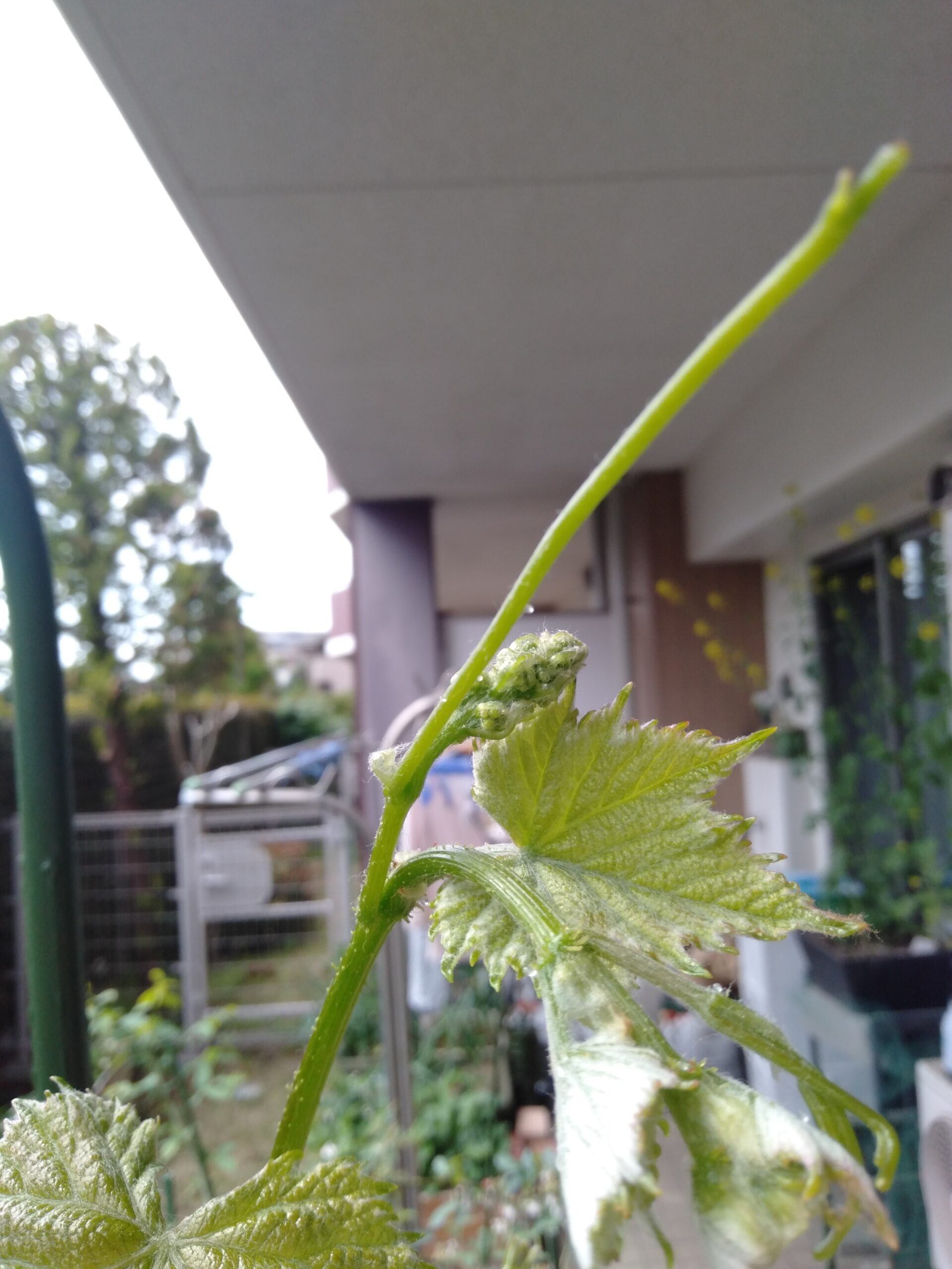 ブドウの花芽