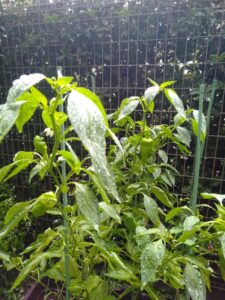 雨に濡れるピーマン