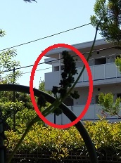 花穂整形前のブドウ