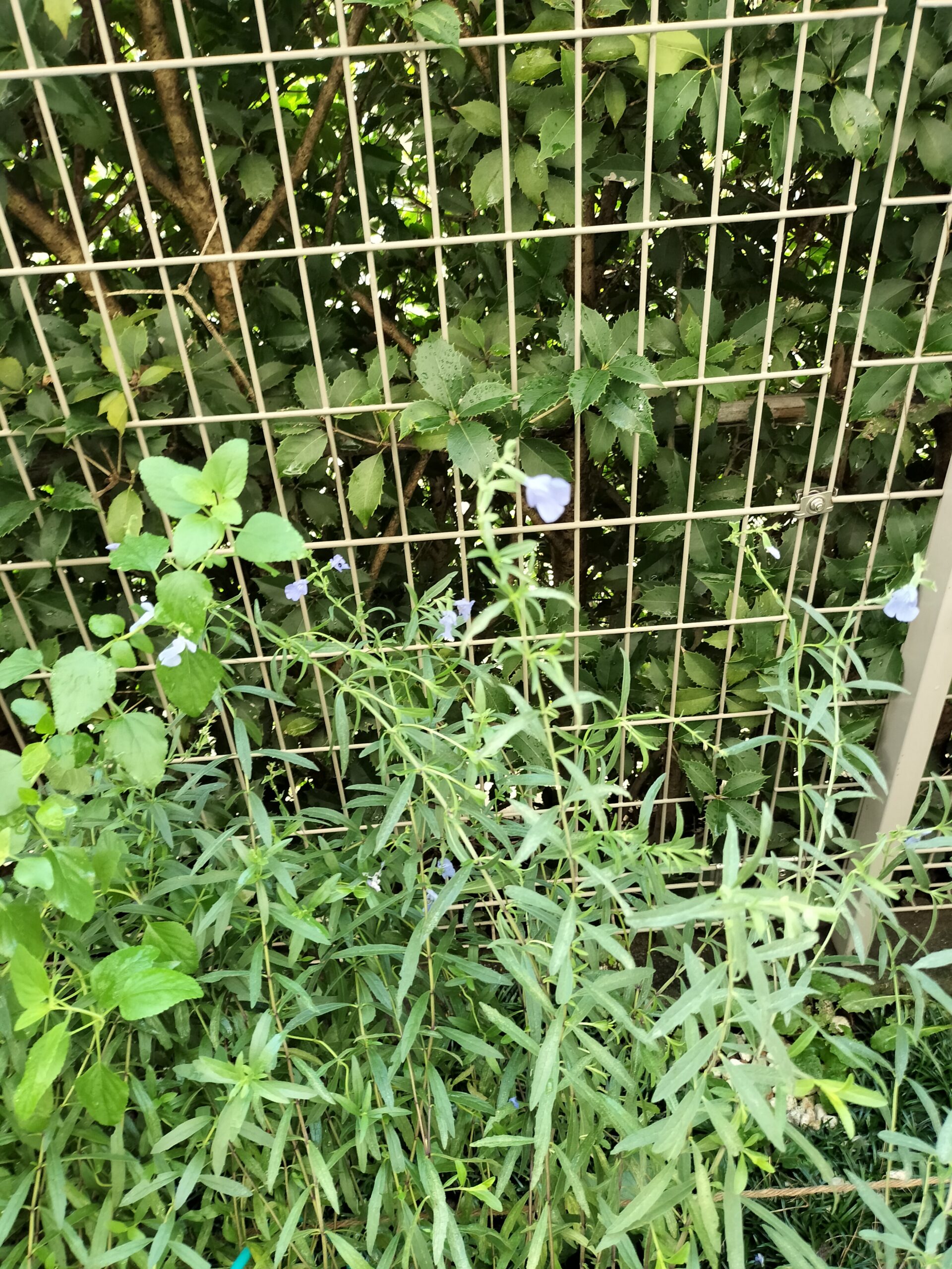 やっと咲いたサルビアアズレアの花