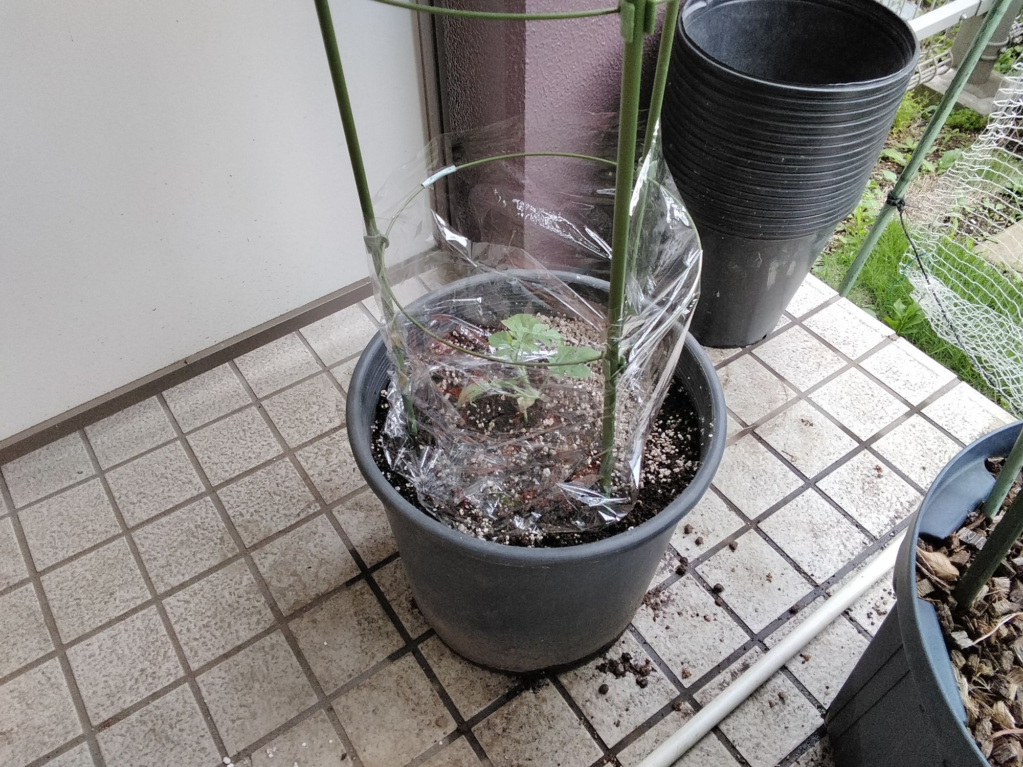 定植した小玉スイカ