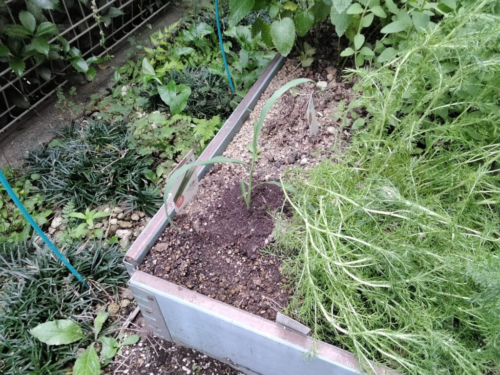 定植したレモングラス