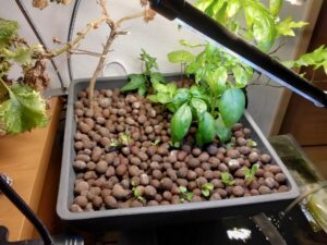 定植したバジルとルッコラ