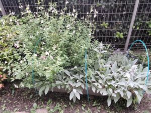 花いっぱいのチェリーセージ