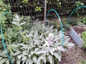 花が咲いたラベンダーとラムズイヤー