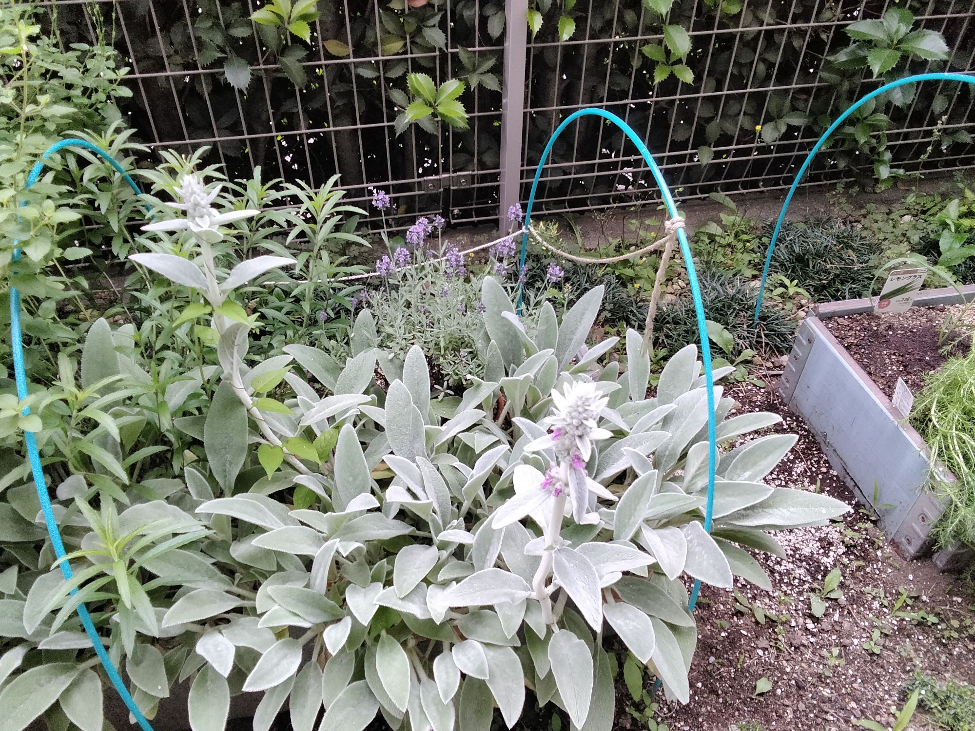 花が咲いたラベンダーとラムズイヤー