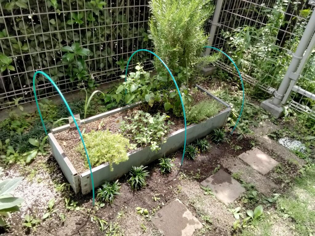 玉竜を植えたレイズドベッド西側