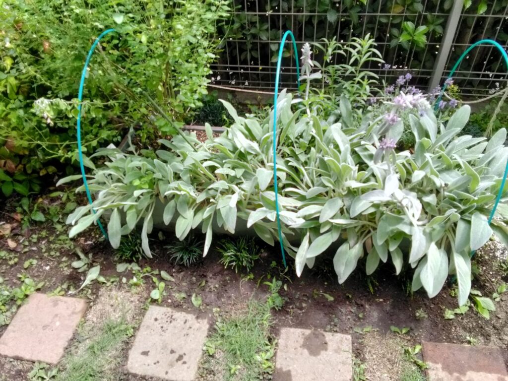 玉竜を植えたレイズドベッド東側