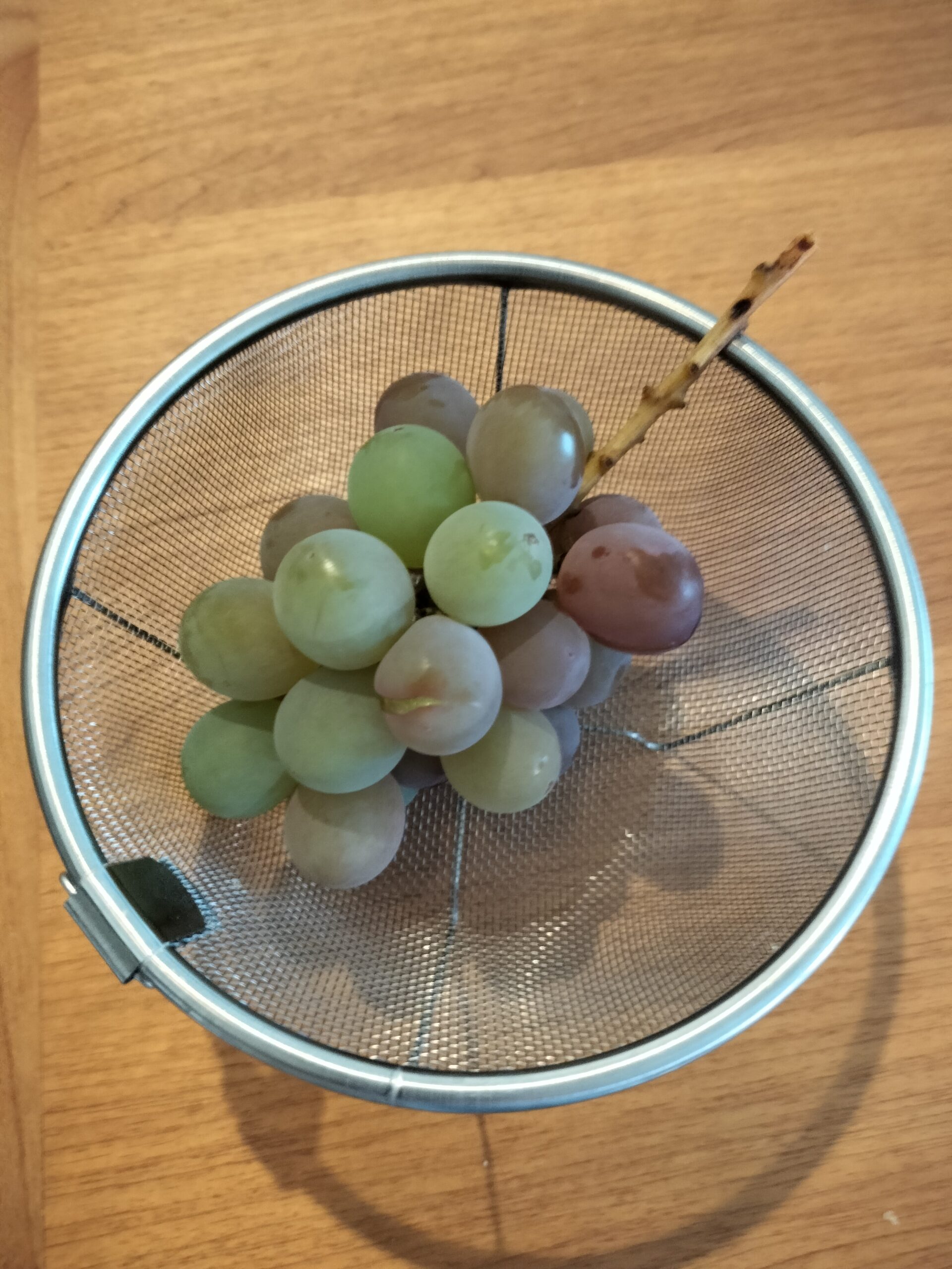 収穫したブドウ