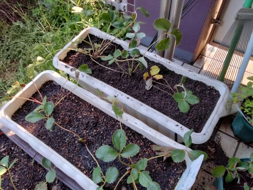 植え替えたイチゴたち