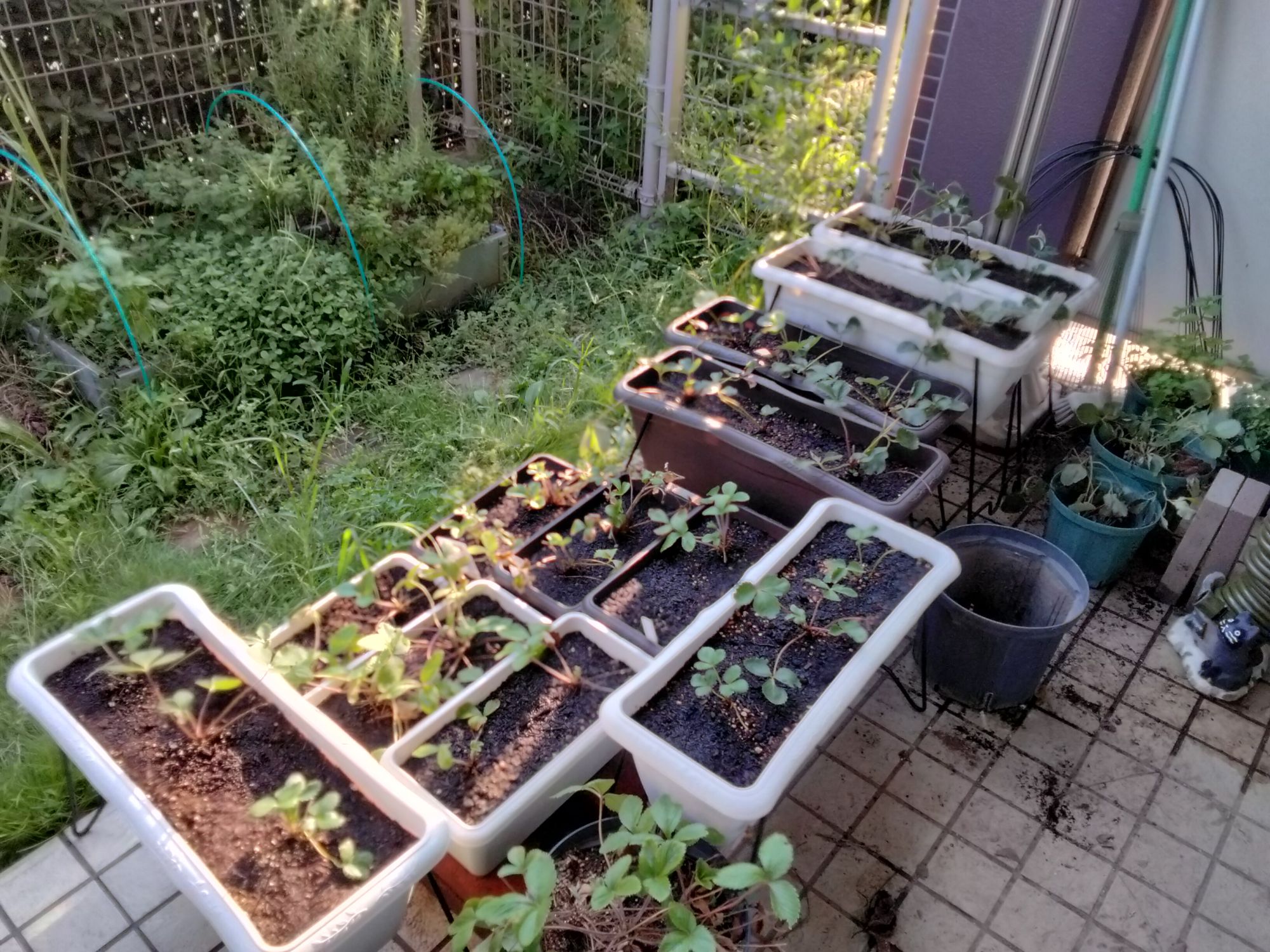 新しいレイアウトのイチゴたち