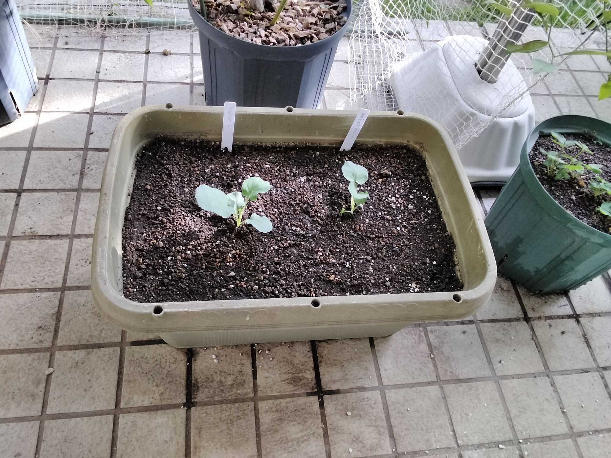 定植したブロッコリーたち