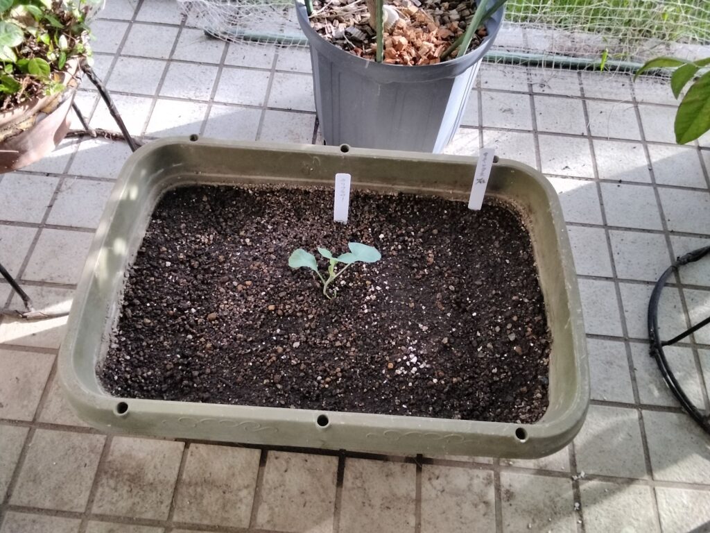 定植したカリフラワー