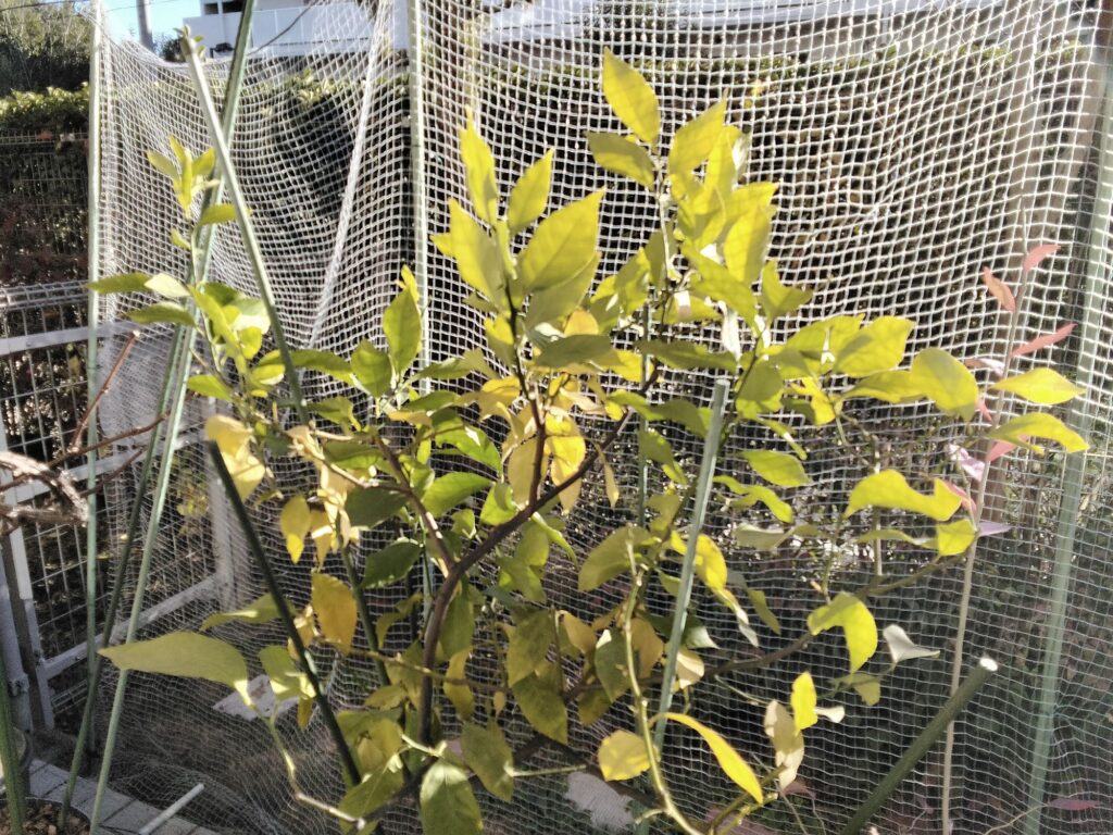 頑張ったレモンの木