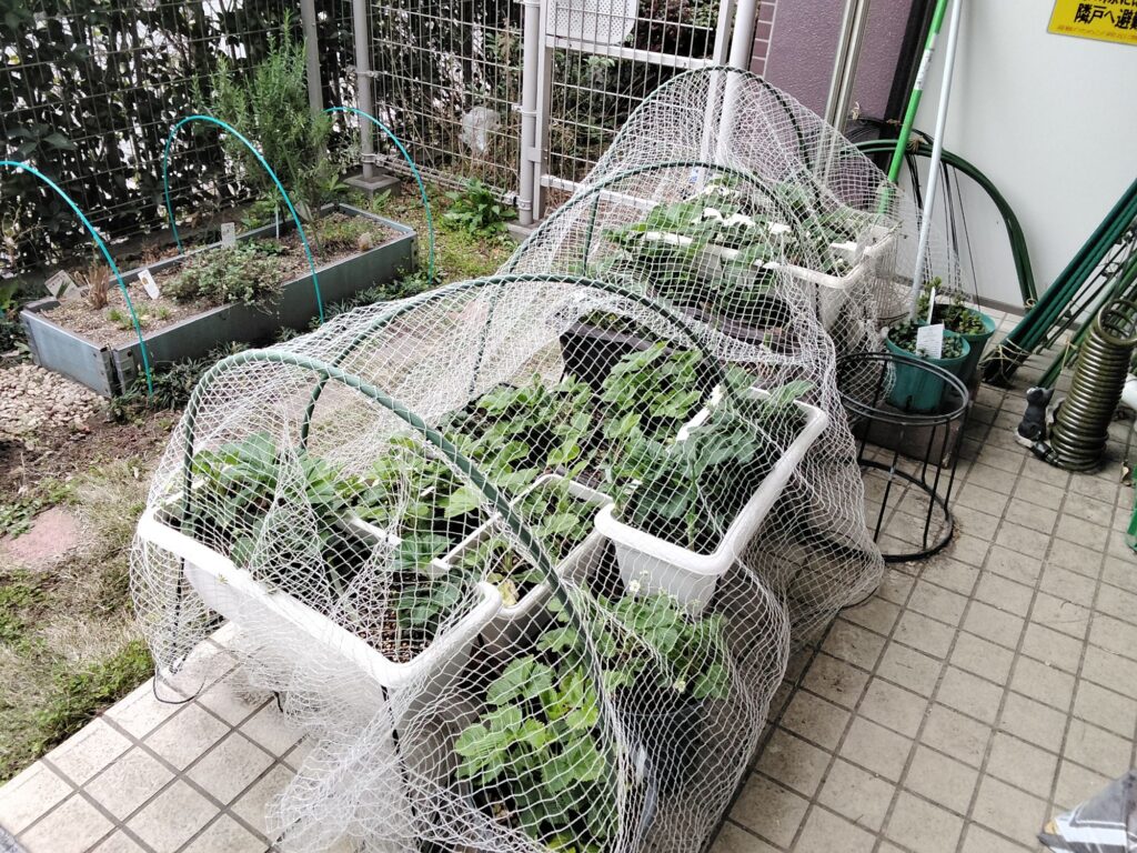 イチゴを守るネット