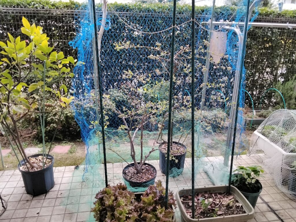ブルベリーを守るネット