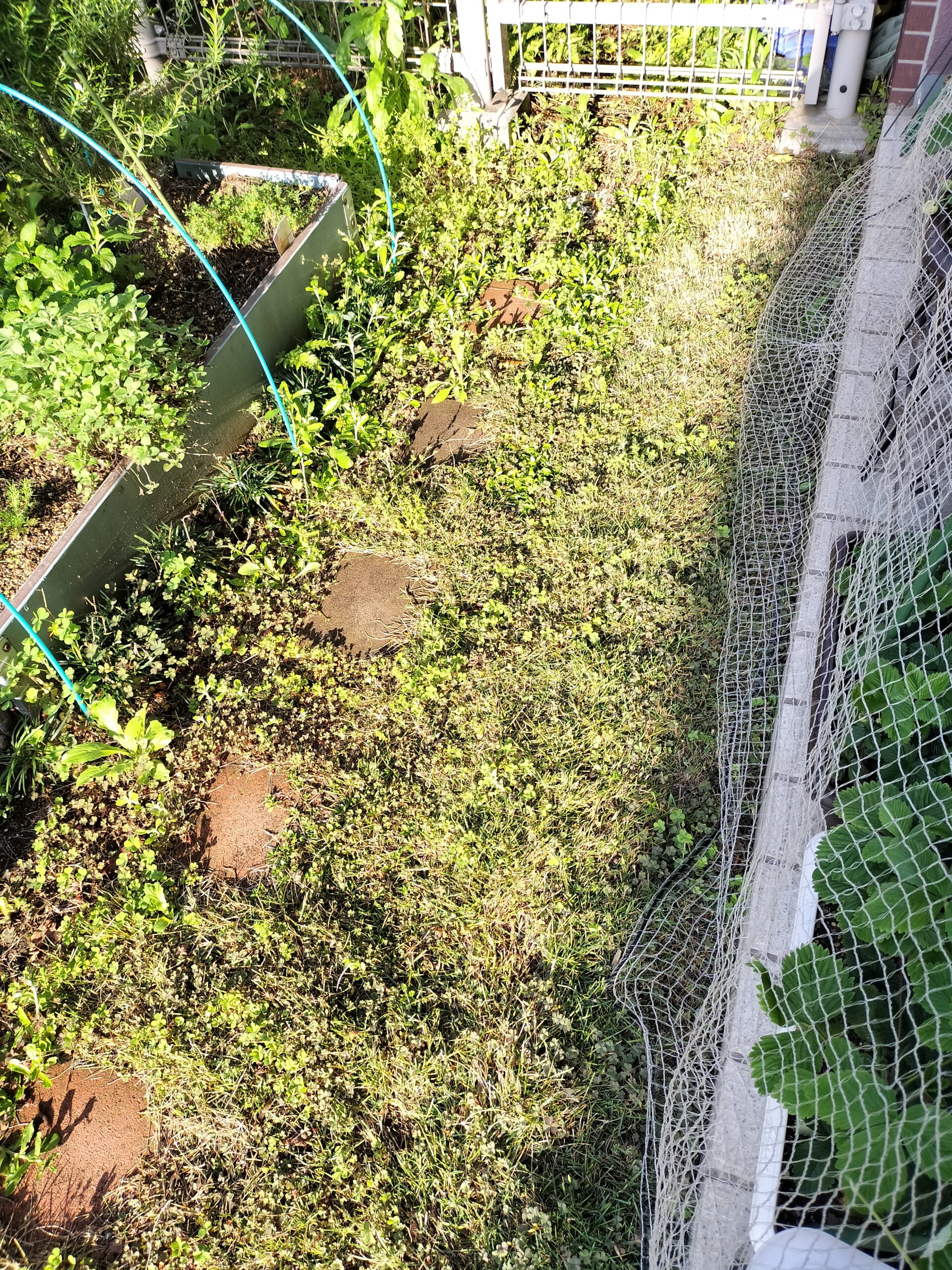 芝刈り後の庭西側