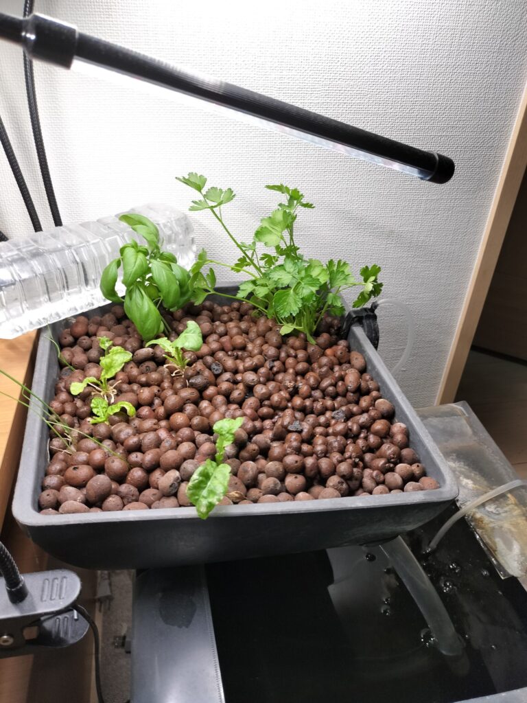 植え替え後のアクアポニックス