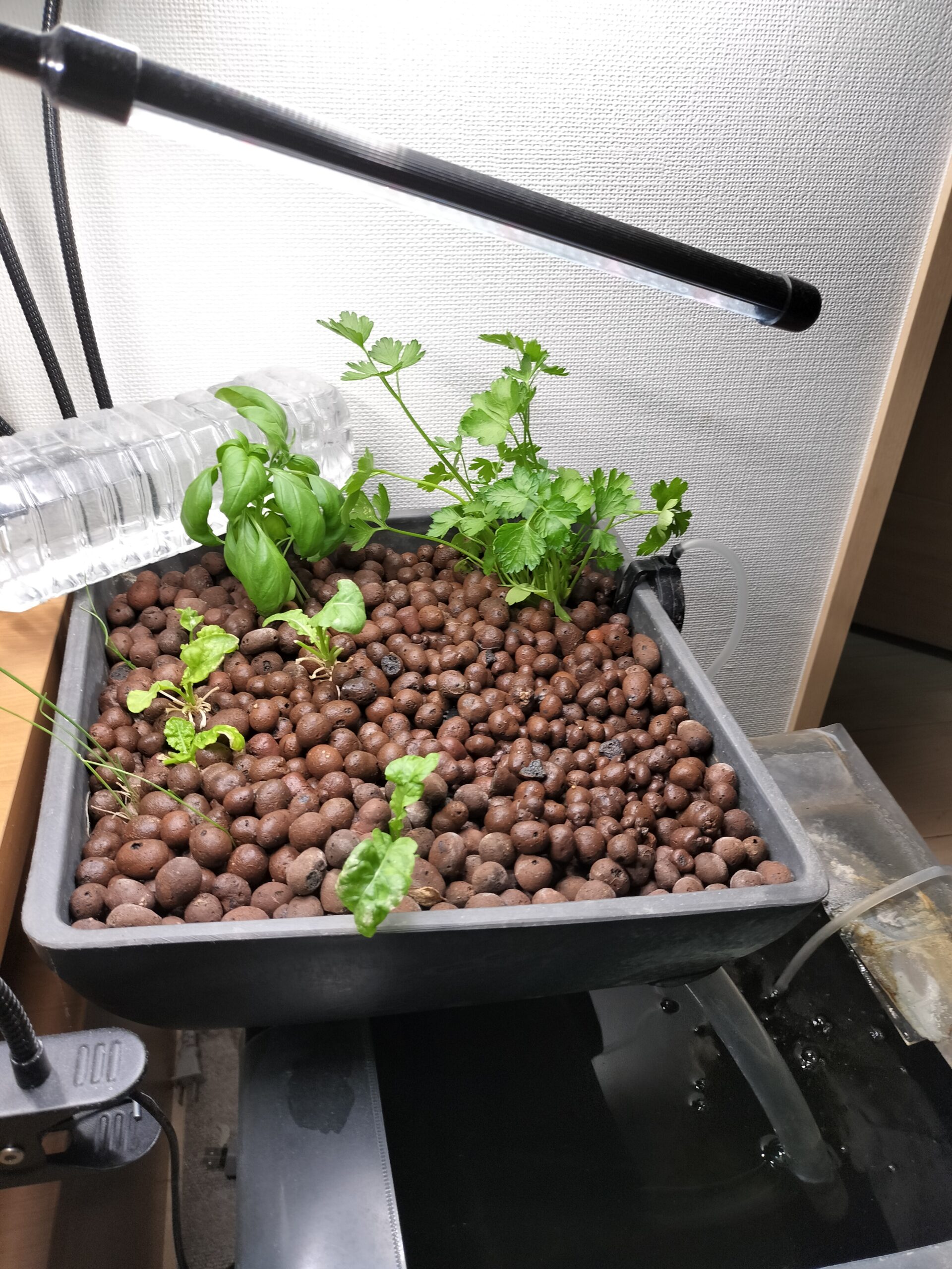 植え替え後のアクアポニックス