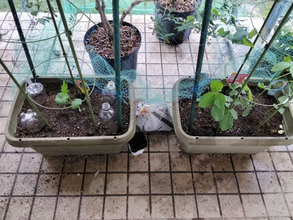 夏野菜プランター
