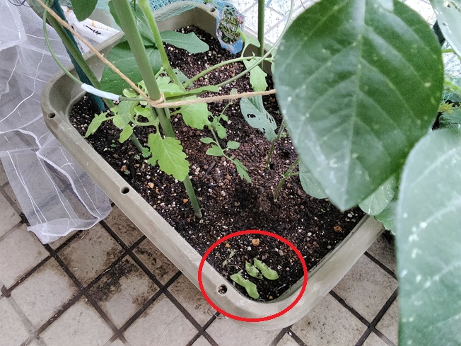 エダマメの食べかす