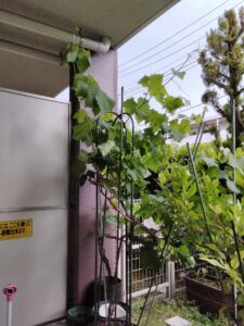花が咲かなかったブドウ