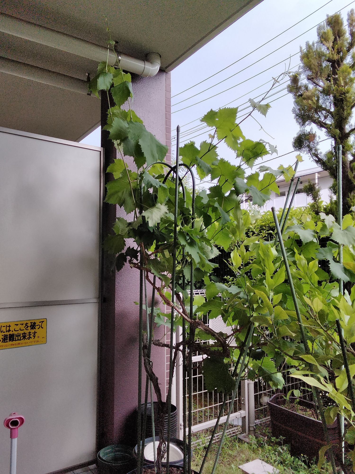 花が咲かなかったブドウ