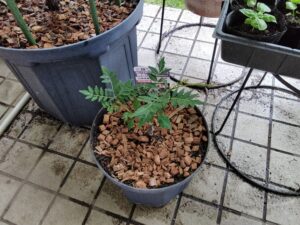 定植した山椒