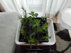 挿し木たち