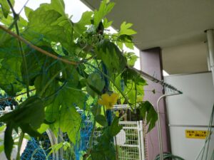 やっと咲いた雌花
